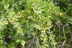 Canthium parviflorum
